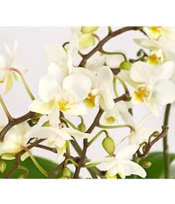 Schmetterlingsorchidee - Phalaenopsis Cultivars 'Wildflower' -Pflanzenwelt Verkauf 8207482 PR DE 001 SchmetterlingsorchideePhalaenopsisWildflower4TrieberDehnerExpressHerzig