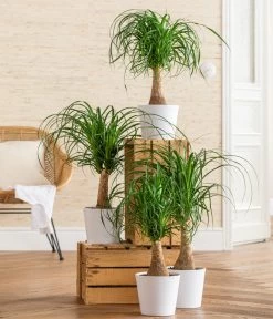 Elefantenfuß - Beaucarnea Recurvarta -Pflanzenwelt Verkauf 8207946 WE MO 001 BeaucarneaRecurvataT17 CCSeitenbanner 2022 01