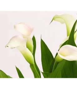 Zimmercalla - Zantedeschia Albomaculata, Verschiedene Sorten -Pflanzenwelt Verkauf 8210734 WE DE 001 CallaOWDehnerExpressHerzig
