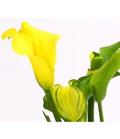 Zimmercalla - Zantedeschia Albomaculata, Verschiedene Sorten -Pflanzenwelt Verkauf 8210734 WE DE 001 ZantedeschiaHybrideT12OWDehnerExpressHerzig