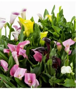 Zimmercalla - Zantedeschia Albomaculata, Verschiedene Sorten -Pflanzenwelt Verkauf 8210734 WE DE 002 ZantedeschiaHybrideMixEvaWunderlich