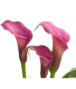 Zimmercalla - Zantedeschia Albomaculata, Verschiedene Sorten -Pflanzenwelt Verkauf 8210734 WE DE 002 ZantedeschiaHybrideT12owDehnerExpressHerzig