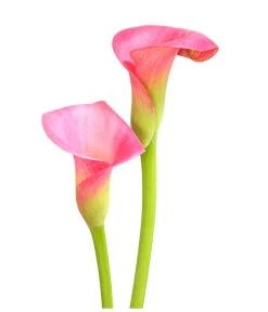 Zimmercalla - Zantedeschia Albomaculata, Verschiedene Sorten -Pflanzenwelt Verkauf 8210734 WE DE 003 ZantedeschiaHybrideT12OWDehnerExpressHerzig