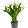 Zimmercalla - Zantedeschia Albomaculata, Verschiedene Sorten 1 Zimmercalla - Zantedeschia Albomaculata, Verschiedene Sorten -Pflanzenwelt Verkauf 8210734 WE FS 001 CallaOWDehnerExpressHerzig