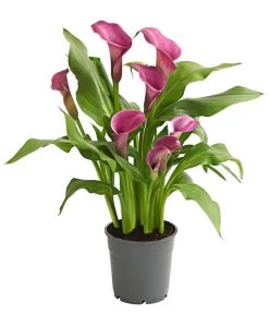 Zimmercalla - Zantedeschia Albomaculata, Verschiedene Sorten -Pflanzenwelt Verkauf 8210734 WE FS 002 ZantedeschiaHybrideT12OWDehnerExpressHerzig