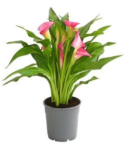 Zimmercalla - Zantedeschia Albomaculata, Verschiedene Sorten -Pflanzenwelt Verkauf 8210734 WE FS 003 ZantedeschiaHybrideT12OWDehnerExpressHerzig