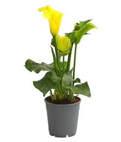 Zimmercalla - Zantedeschia Albomaculata, Verschiedene Sorten -Pflanzenwelt Verkauf 8210734 WE FS 004 ZantedeschiaHybrideT12OWDehnerExpressHerzig