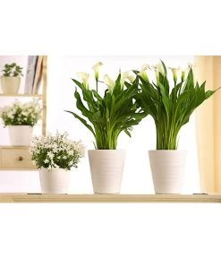 Zimmercalla - Zantedeschia Albomaculata, Verschiedene Sorten -Pflanzenwelt Verkauf 8210734 WE MO 001 CallaDehnerExpressHerzig