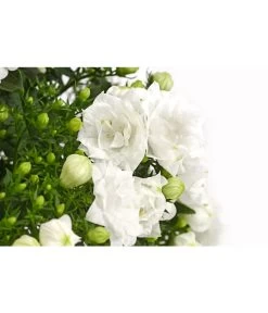 Glockenblume - Campanula Haylodgensis 'White Like Mee®' -Pflanzenwelt Verkauf 8211658 PR DE 001 GlockenblumeCampanulaWhiteLikeMeeT10DehnerExpressHerzig