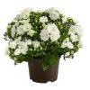 Glockenblume - Campanula Haylodgensis 'White Like Mee®' -Pflanzenwelt Verkauf 8211658 PR FS 001 GlockenblumeCampanulaWhiteLikeMeeT10DehnerExpressHerzig