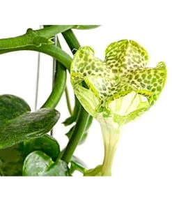 Kletternde Leuchterblume - Ceropegia Sandersonii, Säule -Pflanzenwelt Verkauf 8212193 PR DE 001 CeropegiaSandersoniiFallschirmblumeT12DehnerExpressHerzig