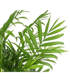 Bergpalme - Chamaedorea Elegans -Pflanzenwelt Verkauf 8212318 WE DE 001 BergpalmeChamaedoreaElegansT9DehnerExpressHerzig