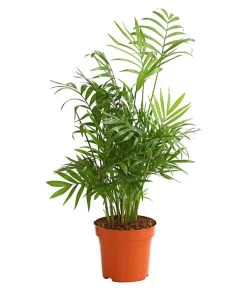 Bergpalme - Chamaedorea Elegans