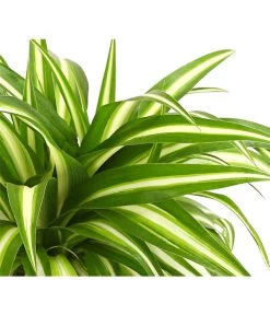 Grünlilie - Chlorophytum Comosum -Pflanzenwelt Verkauf 8212748 WE DE 001 GruenlilieChlorophytumComosumAirT12DehnerExpressHerzig