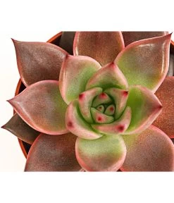 Echeverie - Echeveria Agavoides 'Taurus' -Pflanzenwelt Verkauf 8214736 PR DE 001 EcheveriaTaurusT8 5DehnerExpressHerzig