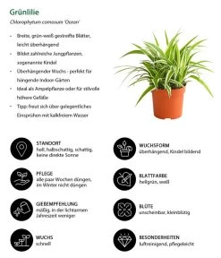 Grünlilie - Chlorophytum Comosum 'Ocean' 10 Grünlilie - Chlorophytum Comosum 'Ocean' -Pflanzenwelt Verkauf 8215329 WE IG 001 GruenlilieChlorophytumOceanT10DehnerExpressHerzig