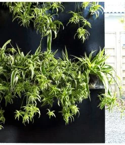 Grünlilie - Chlorophytum Comosum 'Ocean' 8 Grünlilie - Chlorophytum Comosum 'Ocean' -Pflanzenwelt Verkauf 8215329 WE MO 002 ChlorophytumOceanGruenlilieFloradania