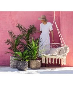 XXL Kanarische Dattelpalme, Ca. 140-160 Cm -Pflanzenwelt Verkauf 8216277 WE MO 001 DracaenaIndivisiaT20