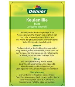 Keulenlilie - Cordyline Australis Variegata 9 Keulenlilie - Cordyline Australis Variegata -Pflanzenwelt Verkauf 8216368 CorylineBuntEtikett2