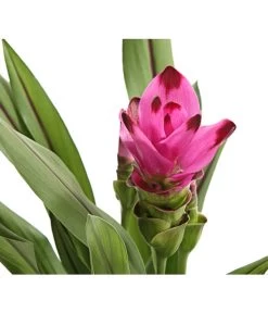 Indische Safranwurz - Curcuma Alismatifolia -Pflanzenwelt Verkauf 8217341 PR DE 001 CurcumaSarletLilaT15DehnerExpressHerzig