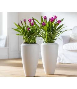 Indische Safranwurz - Curcuma Alismatifolia -Pflanzenwelt Verkauf 8217341 WE MO 001 Curcuma2021GC08