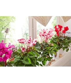 Alpenveilchen 'Victoria' -Pflanzenwelt Verkauf 8217473 8217911 WE MO 002 AlpenveilchenCyclamenGefranstT12UveSauer