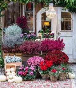 Knospenheide 'Hilda®' 17 Knospenheide 'Hilda®' -Pflanzenwelt Verkauf 8217481 WE MO 001 AlpenveilchenRot Herbststory