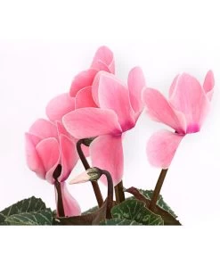 Alpenveilchen, Gerandet -Pflanzenwelt Verkauf 8217580 WE DE 001 AlpenveilchenCyclameSofaT12DehnerExpressHerzig