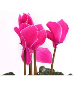 Alpenveilchen, Gerandet -Pflanzenwelt Verkauf 8217580 WE DE 002 AlpenveilchenCyclameSofaT12DehnerExpressHerzig