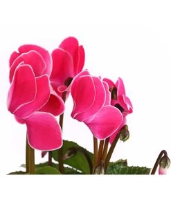 Alpenveilchen, Gerandet -Pflanzenwelt Verkauf 8217580 WE DE 005 AlpenveilchenCyclameSofaT12DehnerExpressHerzig