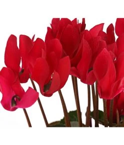 Midi Alpenveilchen, Verschiedene Sorten -Pflanzenwelt Verkauf 8217622 PR DE 001 AlpenveilchenCyclameRot10DehnerExpressHerzig