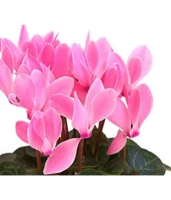 Midi Alpenveilchen, Verschiedene Sorten -Pflanzenwelt Verkauf 8217622 PR DE 002 AlpenveilchenCyclameRosaMidi10DehnerExpressHerzig