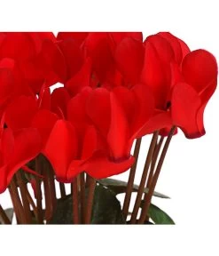 Midi Alpenveilchen, Verschiedene Sorten -Pflanzenwelt Verkauf 8217622 PR DE AlpenveilchenCyclameRotMidi10DehnerExpressHerzig