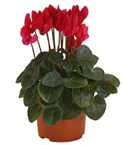 Midi Alpenveilchen, Verschiedene Sorten -Pflanzenwelt Verkauf 8217622 PR FS 001 AlpenveilchenCyclameRot10DehnerExpressHerzig