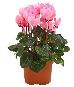 Midi Alpenveilchen, Verschiedene Sorten -Pflanzenwelt Verkauf 8217622 PR FS 003 AlpenveilchenCyclameRosa10MidiDehnerExpressHerzig