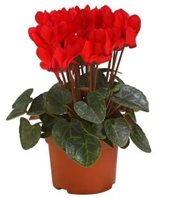 Midi Alpenveilchen, Verschiedene Sorten -Pflanzenwelt Verkauf 8217622 PR FS AlpenveilchenCyclameRot10DehnerExpressHerzig