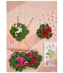 Midi Alpenveilchen, Verschiedene Sorten -Pflanzenwelt Verkauf 8217622 WE MO 001 AlpenveilchenCyclameMidiT9UveSauer