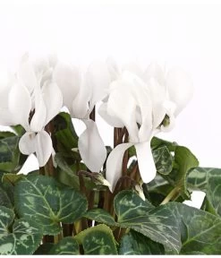 Midi Alpenveilchen, Verschiedene Sorten -Pflanzenwelt Verkauf 8217903 PR DE 001 AlpenveilchenCyclameFrangeWeissT12DehnerExpressHerzig