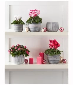 Midi Alpenveilchen, Verschiedene Sorten -Pflanzenwelt Verkauf 8217903 WE MO 001 CyclameMidiWeiss