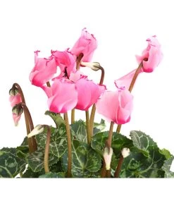 Alpenveilchen 'Victoria' -Pflanzenwelt Verkauf 8217911 WE DE 001 AlpenveilchenCyclameVictoriaT10DehnerExpressHerzig