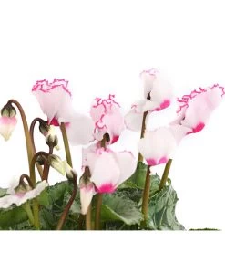 Alpenveilchen 'Victoria' -Pflanzenwelt Verkauf 8217911 WE DE 002 AlpenveilchenCyclameVictoriaT10DehnerExpressHerzig