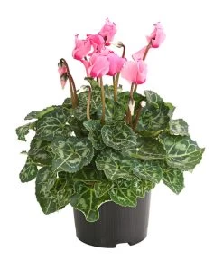 Alpenveilchen 'Victoria' -Pflanzenwelt Verkauf 8217911 WE FS 001 AlpenveilchenCyclameVictoriaT10DehnerExpressHerzig