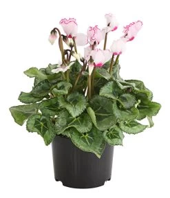 Pflanzenwelt Verkauf -Pflanzenwelt Verkauf 8217911 WE FS 002 AlpenveilchenCyclameVictoriaT10DehnerExpressHerzig