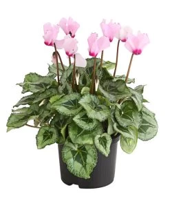 Alpenveilchen 'Victoria'