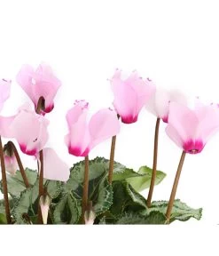 Alpenveilchen 'Victoria' -Pflanzenwelt Verkauf 8217911 we DE 003 AlpenveilchenCyclameVictoriaT10DehnerExpressHerzig