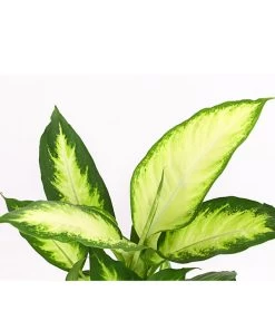 Dieffenbachie - Dieffenbachia Maculata 'Camilla' -Pflanzenwelt Verkauf 8219735 PR DE 001 DieffenbachieDieffenbachiaCamillaT12DehnerExpressHerzig