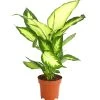 Dieffenbachie - Dieffenbachia Maculata 'Camilla' -Pflanzenwelt Verkauf 8219735 PR FS 001 DieffenbachieDieffenbachiaCamillaT12DehnerExpressHerzig