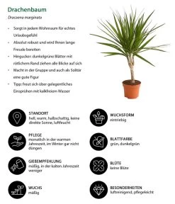 Zimmerpflanzen-Set Drachenhöhle, 4-teilig -Pflanzenwelt Verkauf 8221335 WE IG 001 DrachenbaumDracaenaMarginataStammT11DehnerExpressHerzig