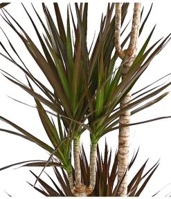 Drachenbaum - Dracaena Marginata 'Magenta' -Pflanzenwelt Verkauf 8221673 We DE 001 DrachenbaumDracaenaMagenta3erTuffT21DehnerExpressHerzig