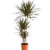 Drachenbaum - Dracaena Marginata 'Magenta' -Pflanzenwelt Verkauf 8221673 We FS 001 DrachenbaumDracaenaMagenta3erTuffT21DehnerExpressHerzig